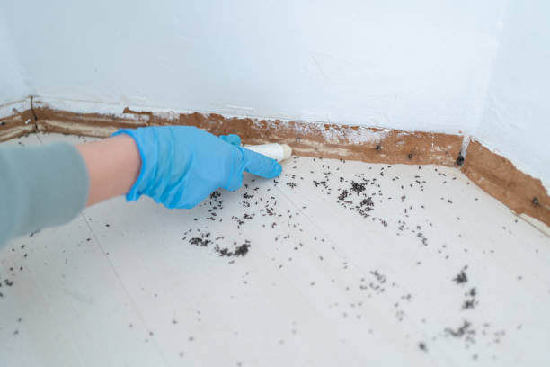 Best Local Pest Control Services  in Plainwell, MI